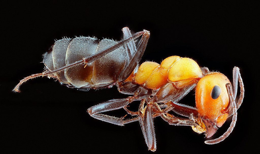 Ant Control service in Kennewick, WA