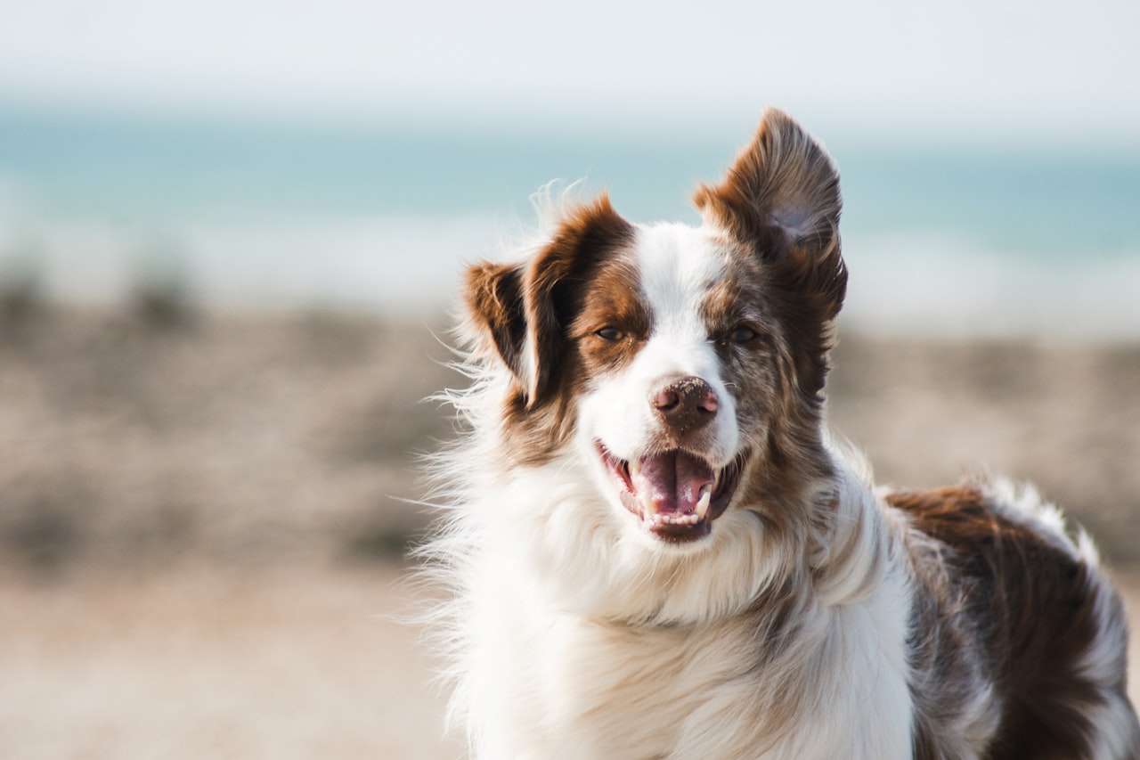 Flea & Tick Control service in Kennewick, WA