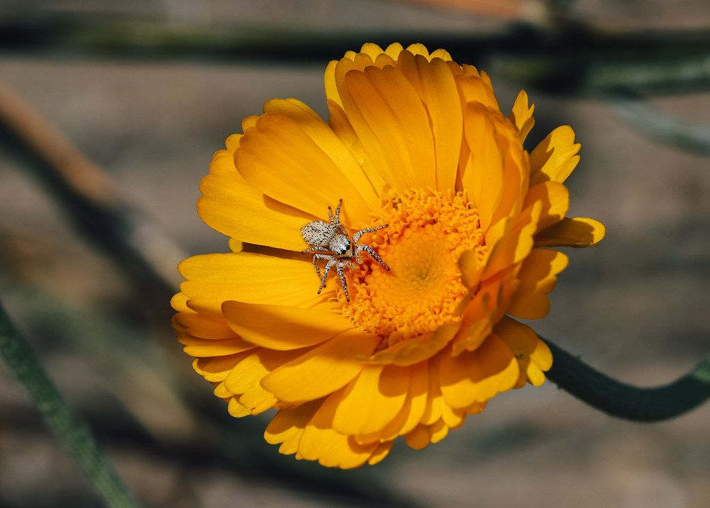 Spider Control service in Kennewick, WA